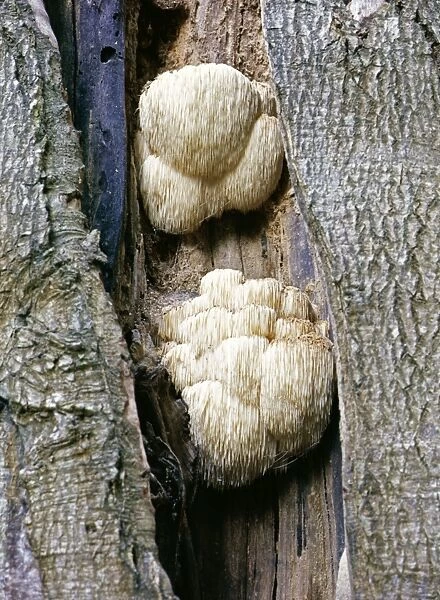 Hericium Fungi - Fungus on Beech, New Forest UK - Biodiversity action sp