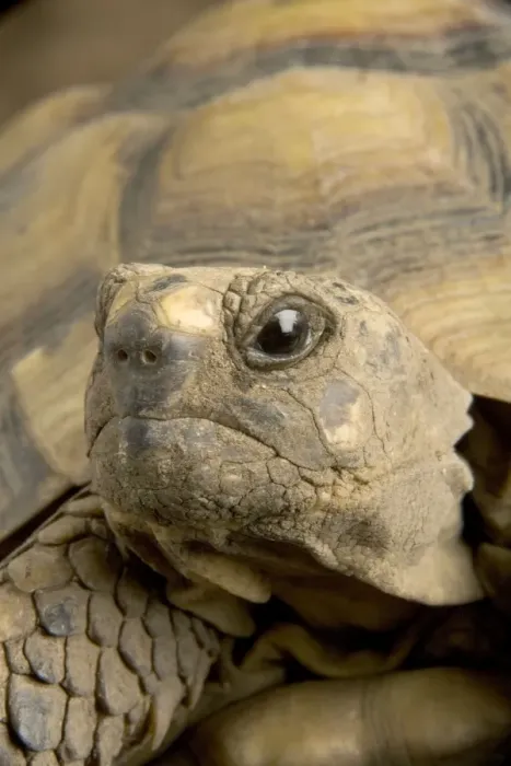 Framed Print : Hermann's Tortoise