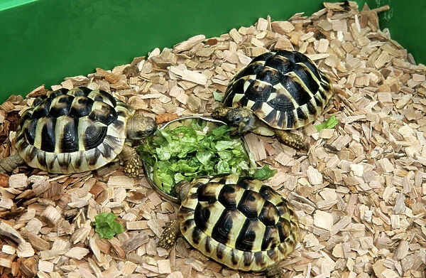 Hermann's Tortoise - feeding on lettuce