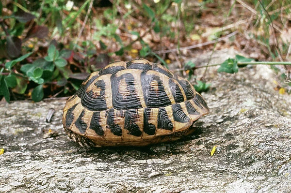 Hermanns Tortoise ROG 7049 Testudo hermanni - Adult. Maouis, France © Bob Gibbons ARDEA LONDON