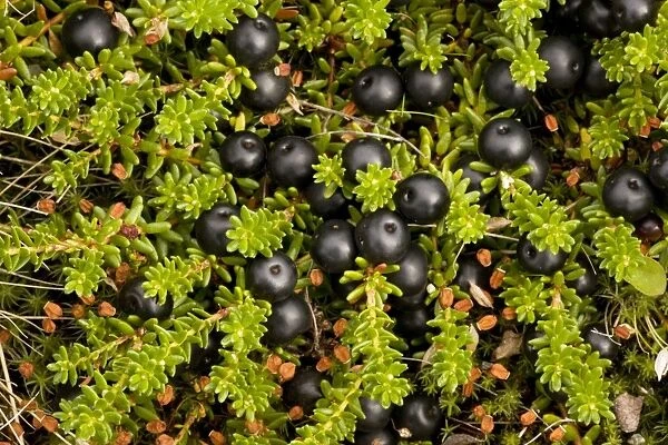 Hermaphrodite form of crowberry (Empetrum hermaphroditum = E. nigrum ssp. hermaphroditum) in fruit. Scotland