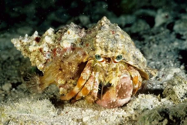 Hermit crab (Dardanus deformis) with sea anemones (Calliactis sp) on shell. Ribbon Reef Number 3, Great Barrier Reef Marine Park, Queensland, Australia