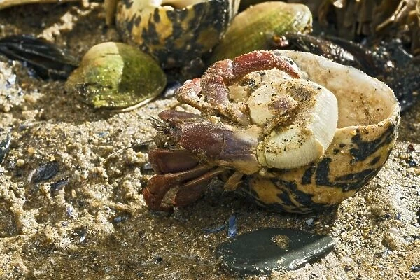Hermit Crab - exchanging shell - from caribbean - controlled conditions 14628