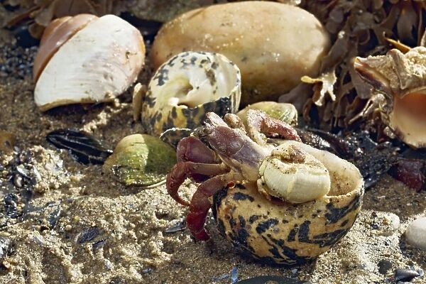 Hermit Crab - exchanging shell - from caribbean - controlled conditions 14627