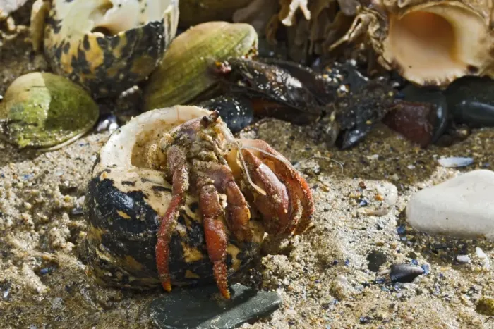 Framed Print : Hermit Crab - exchanging shell - from Caribbean - controlled conditions 14642 Framed Print : Hermit Crab - exchanging shell - from Caribbean - controlled conditions 14642