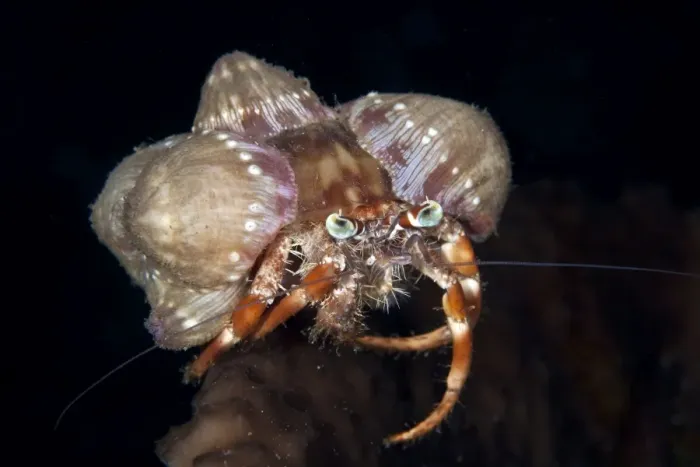 Framed Print : Hermit Crab - Indonesia Framed Print : Hermit Crab - Indonesia