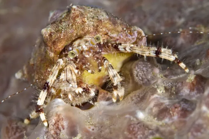 Framed Print : Hermit Crab - Indonesia
