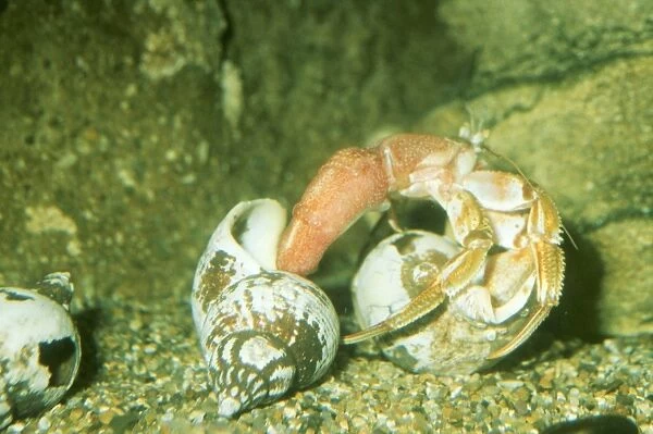 Hermit Crab PM 5388 Changing Shell Euparurus bennhardus © P. Morris  /  ARDEA LONDON