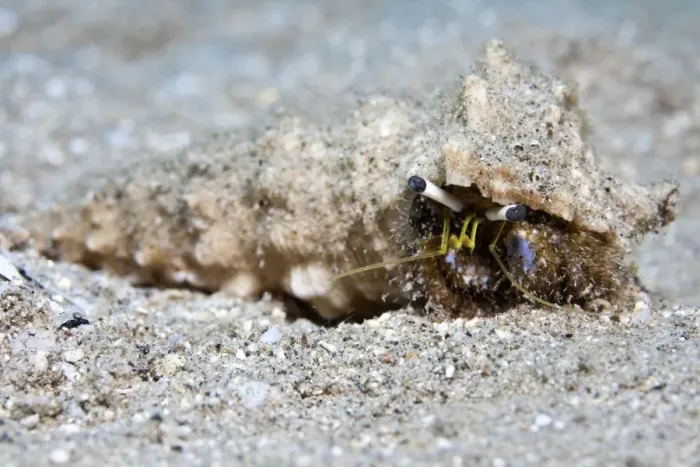 Framed Print : Hermit Crab - Red Sea Framed Print : Hermit Crab - Red Sea