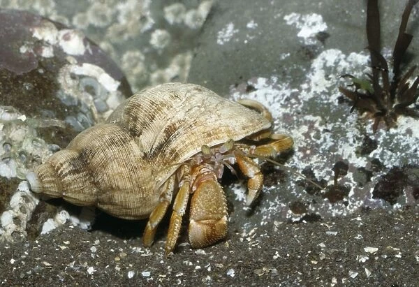 Hermit Crab UK