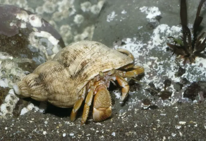 Framed Print : Hermit Crab UK Framed Print : Hermit Crab UK