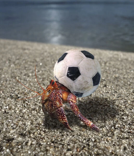 Hermit crab using a small plastic football ball