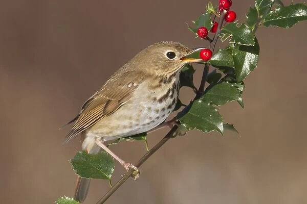 Hermit Thrush - feeding on holly berries in winter. January in Connecticut, USA