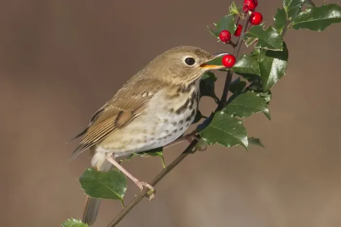Framed Print : Hermit Thrush - feeding on holly berries in winter. January in Connecticut, USA Framed Print : Hermit Thrush - feeding on holly berries in winter. January in Connecticut, USA