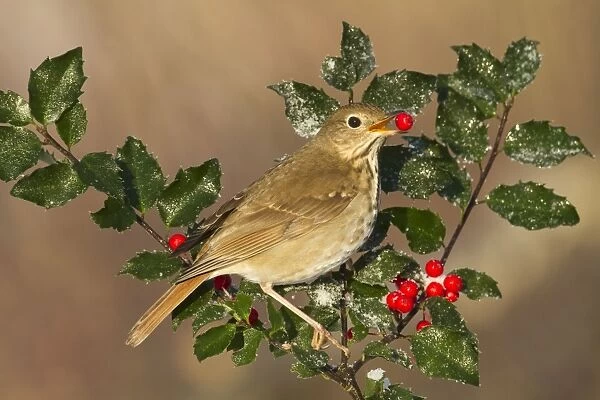 Hermit Thrush feeding on holly berries in winter. January in Connecticut, USA