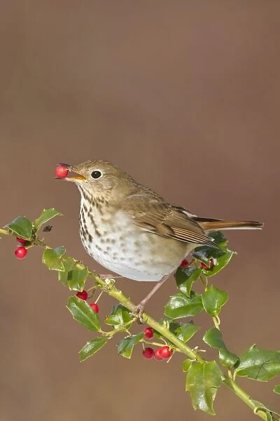 Hermit Thrush - feeding on holly berries in winter - January in Connecticut - USA