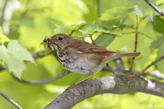 Framed Print : Hermit Thrush with food for young. CT in May, USA Framed Print : Hermit Thrush with food for young. CT in May, USA