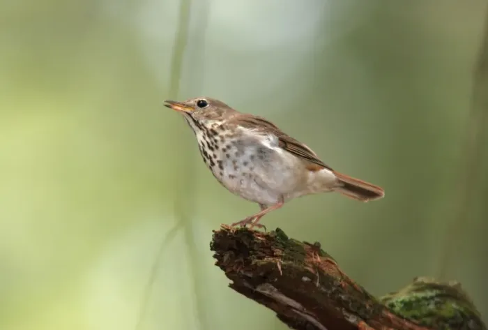 Framed Print : Hermit Thrush Hamden, Connecticut, USA Framed Print : Hermit Thrush Hamden, Connecticut, USA