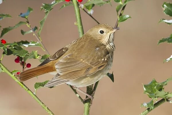 Hermit Thrush - on holly in winter. January in Connecticut, USA