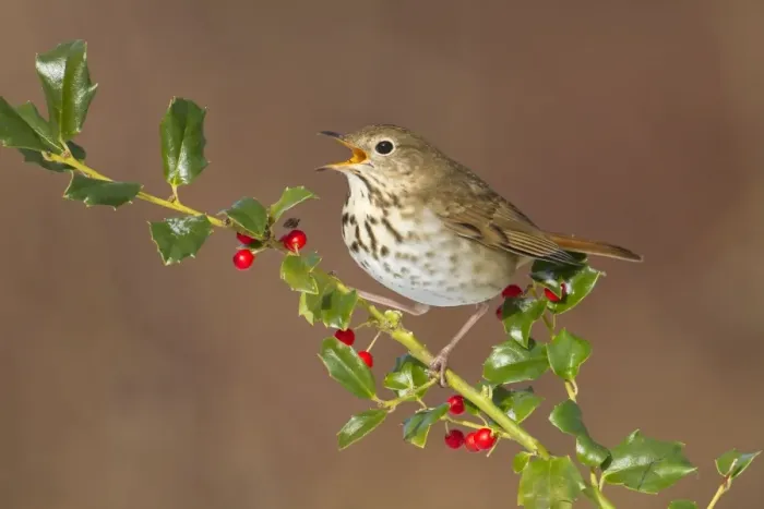 Framed Print : Hermit Thrush - with mouth open - with holly berries in winter. January in Connecticut - USA Framed Print : Hermit Thrush - with mouth open - with holly berries in winter. January in Connecticut - USA