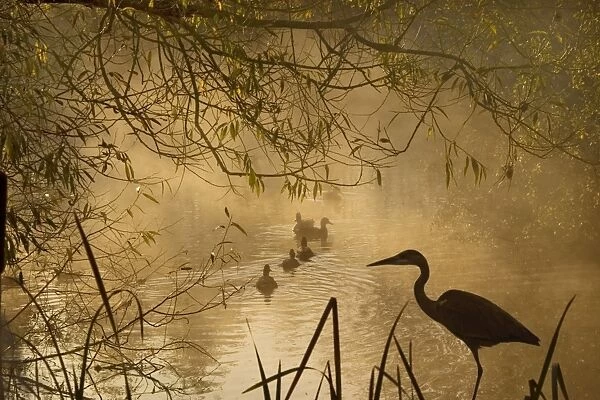 Heron - Autumn mist over woodland pond with ducks and heron silhouetted. Oxfordshire, England (Manipulated)