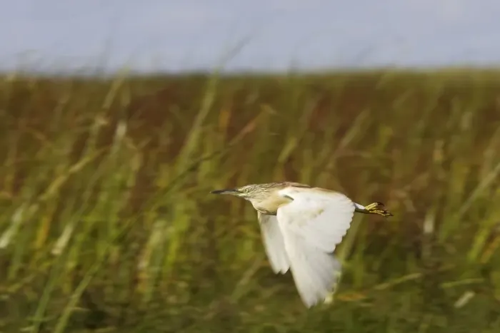 Framed Print : heron crabier ou crabier chevelu Squacco Heron Ardeola ralloides Framed Print : heron crabier ou crabier chevelu Squacco Heron Ardeola ralloides