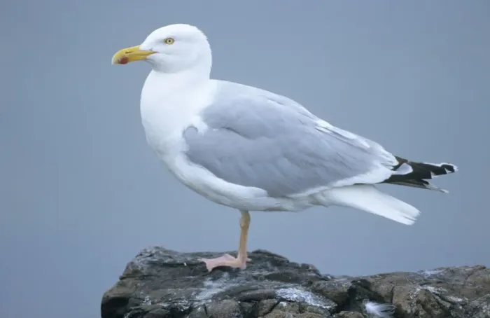 Framed Print : Herring Gull - adult resting Framed Print : Herring Gull - adult resting