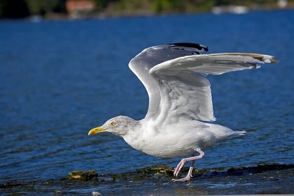 Herring Gull - Adult taking off at lake - Abundant along the coasts particularly in harbors and garbage dumps - Common on lakes and rivers - Primarily a scavenger - Also breaks mollusks by dropping them New York - USA