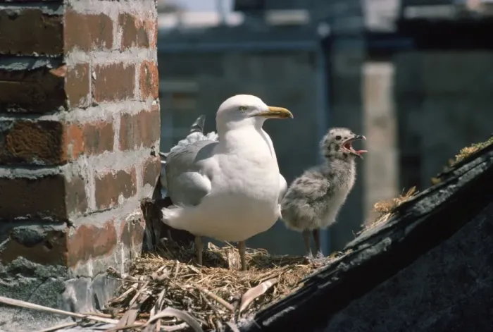 Framed Print : Herring Gull - adult and young at nest Framed Print : Herring Gull - adult and young at nest