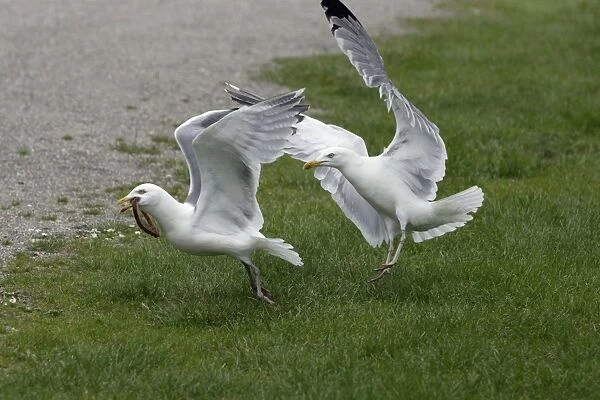 Herring Gull - Two birds fighting over food Isle of Texel, Holland