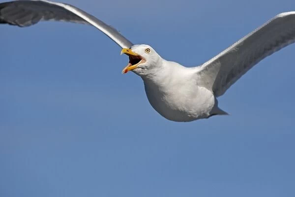 Herring Gull - calling in flight - Norway
