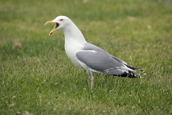 Herring Gull - calling, Texel, Holland