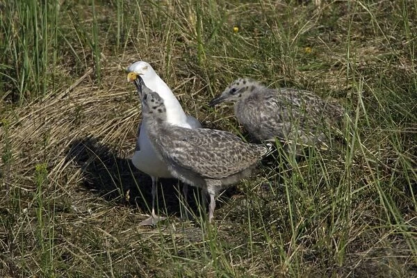 Herring Gull-chick begging to parent bird to be fed, Isle of Texel, Holland