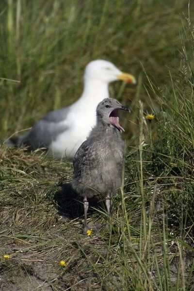 Herring Gull - Chick calling to parent bird Isle of Texel, Holland