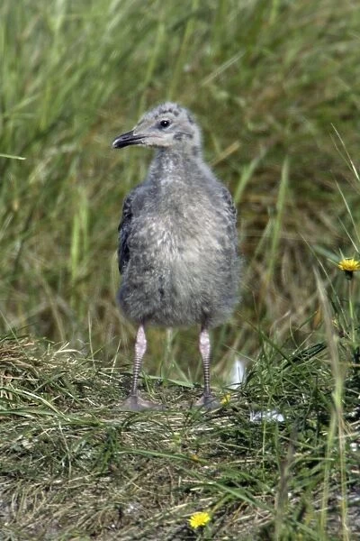 Herring Gull - Chick waiting for return of parent bird Isle of Texel, Holland