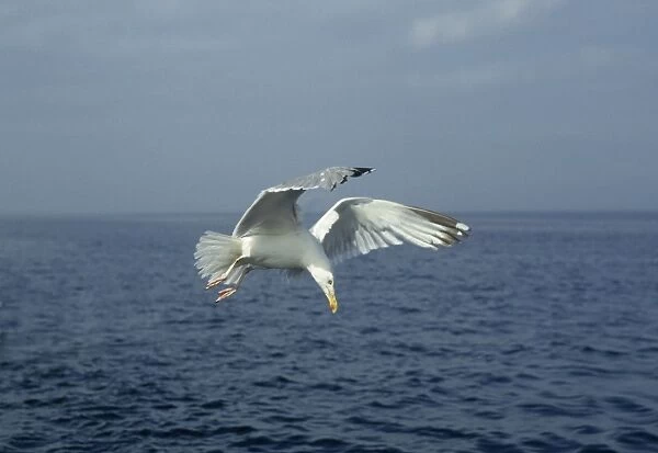 Herring Gull - about to dive for food North Sea, UK BI005553
