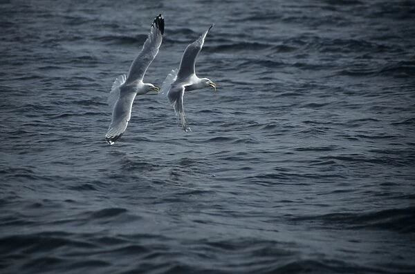 Herring Gull - fighting over fish North Sea, UK BI005552