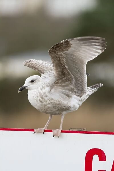Herring Gull - first winter bird - on a cafe sign - UK