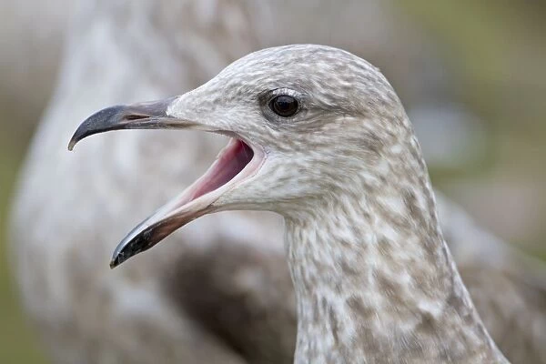 Herring Gull - first winter bird - calling - UK