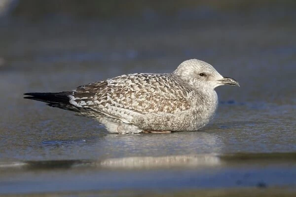 Herring Gull - first winter bird - on ice - Cornwall - UK