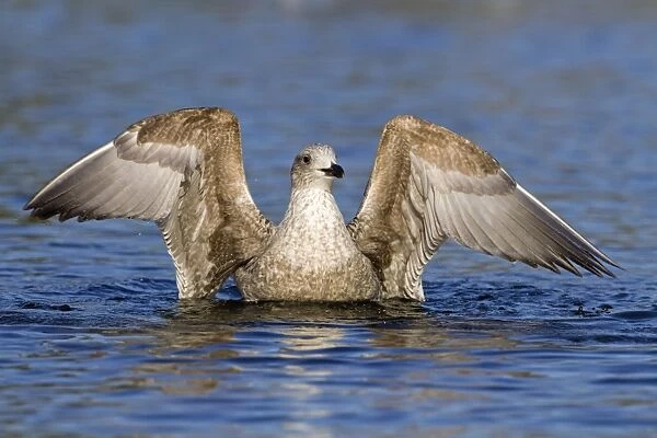Herring Gull - first winter bird - UK