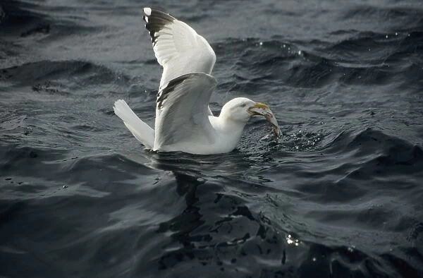 Herring Gull - With fish at sea UK BI006844