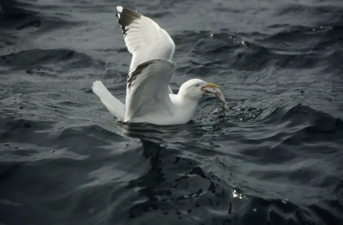 Framed Print : Herring Gull - With fish at sea UK BI006844 Framed Print : Herring Gull - With fish at sea UK BI006844