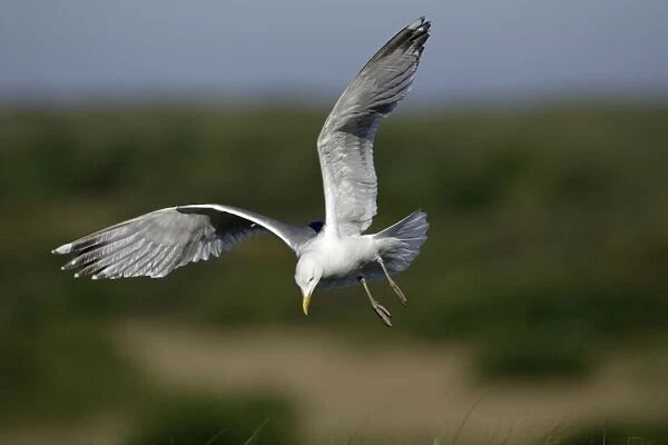 Herring Gull - In flight, about to land Isle of Texel, Holland