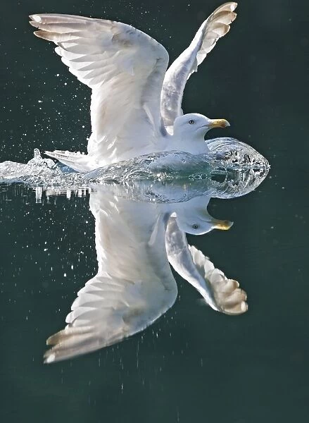 Herring Gull - in flight landing on water - Norway