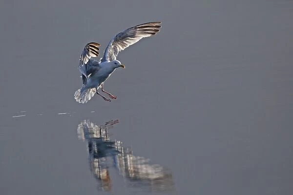 Herring Gull - in flight landing on water - Norway