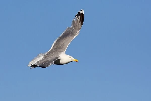 Herring Gull - in flight - Norway