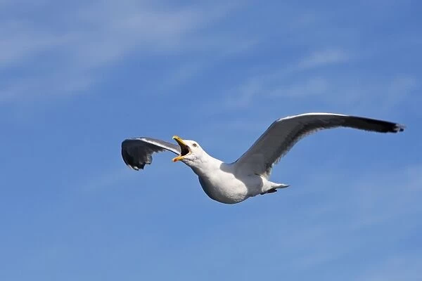 Herring Gull - in flight - Norway