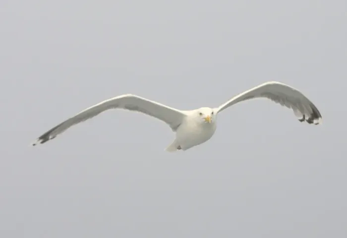 Framed Print : Herring Gull - in flight - Norway Framed Print : Herring Gull - in flight - Norway