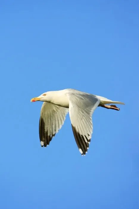 Framed Print : Herring Gull - in flight, Texel, Holland